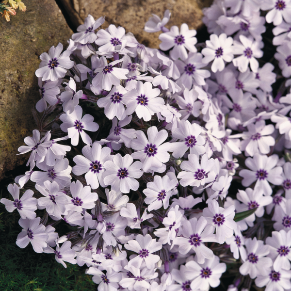 Квіти Флокс шиловидний Ваvaria напівпродукт (2666663145)