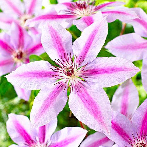 Клематис Nelly Moser Florium