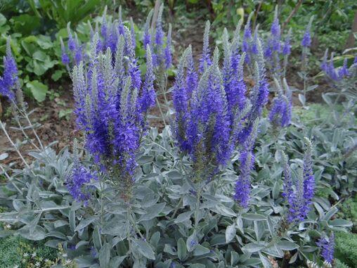Саженцы вероника седая Veronica spicata subsp Incana в горшке 0,5 л