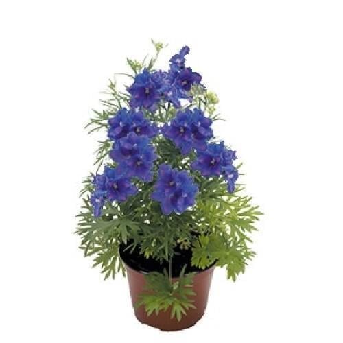 Семена цветов Дельфиниум крупноцветковый Mirror Blue Benary 1000 шт. (BN04181)