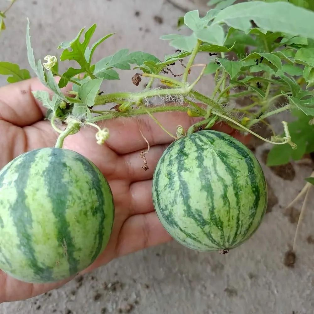 Семена высокоурожайного комнатного арбуза мини Медовый горшок 10 шт. - фото 5