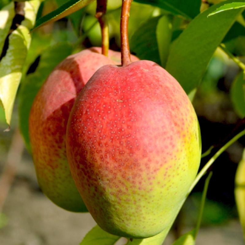 Саджанець груши Киргизька Зимній сорт (2074193358)