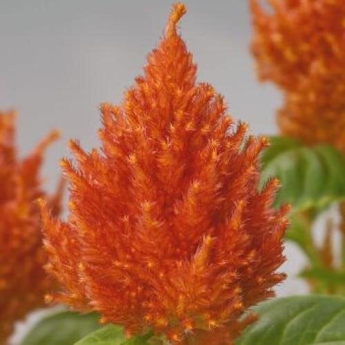 Семена цветов Целозия перистая Glorious Orange Benary 50 шт. (BN08560-3)
