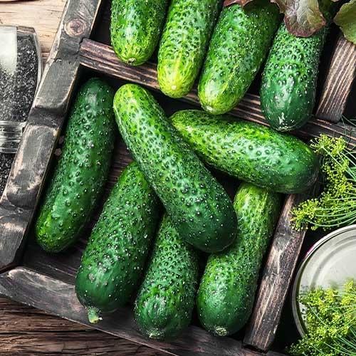 Семена Огірок Florium Аякс F1 (4207)
