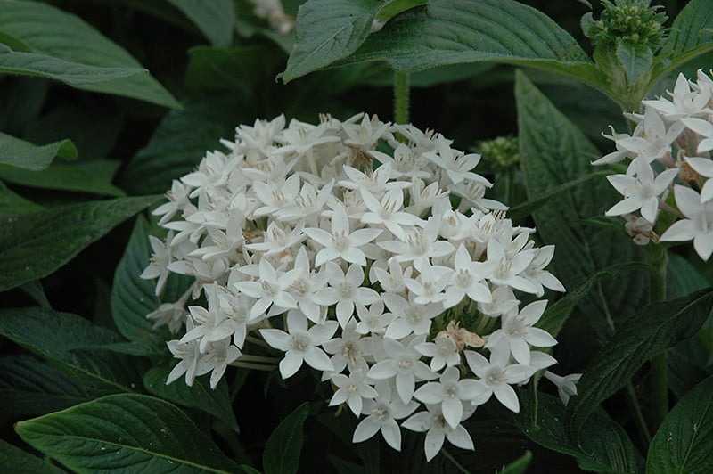 Семена цветов PanAmerican Пентас ланцетный BUTTERFLY WHITE 25 шт. (BN01709-2)