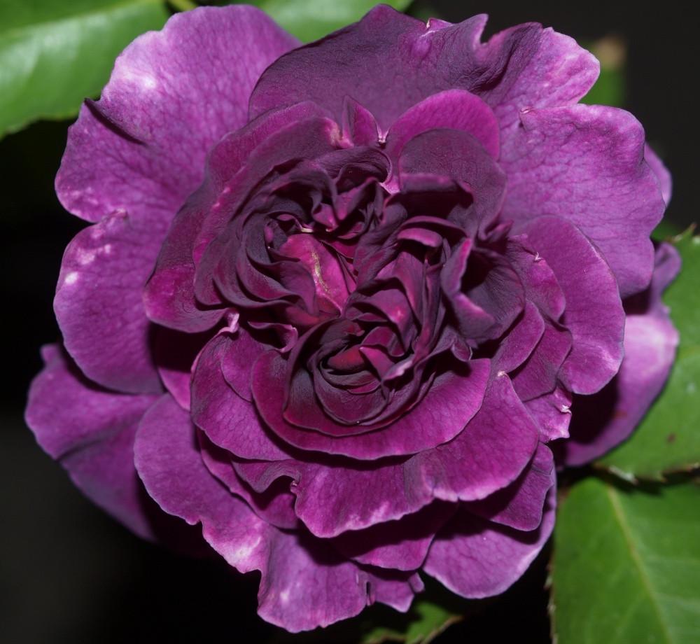 Троянда Minerva Флорібунда жовтень 2025 (2669458492) - фото 3