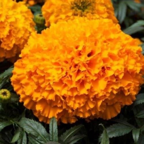 Семена цветов Floranova Бархатцы прямостоячие Big Top F1 10 шт. Orange (BN10512-4)