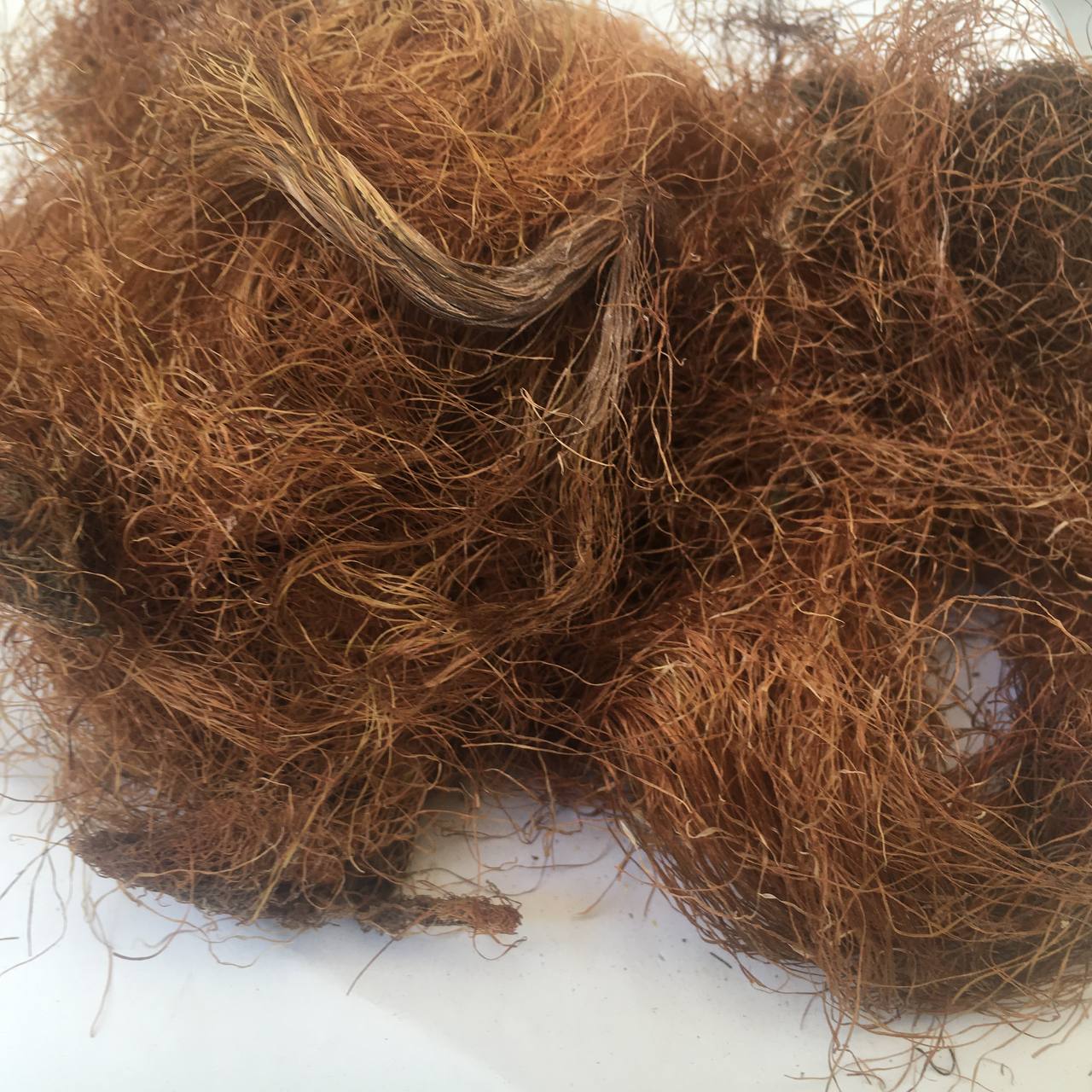 Кукурузные рыльца Карпаты 50 г (629063641b239e7e8734c852)