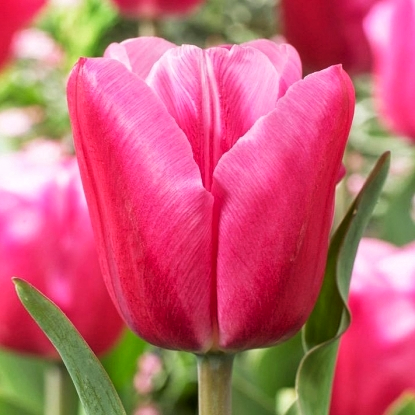 Тюльпан Dobrodar Триумф Jumbo Pink 2 шт. (38281001)