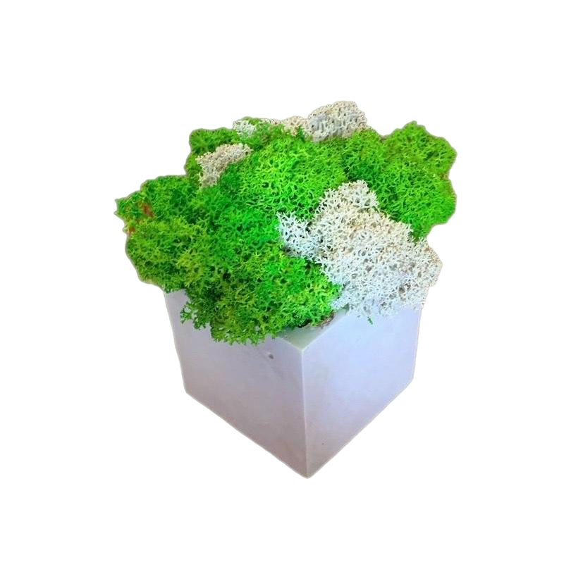 Кашпо со стабилизированным мхом Куб 8х7см Белый (11947879)