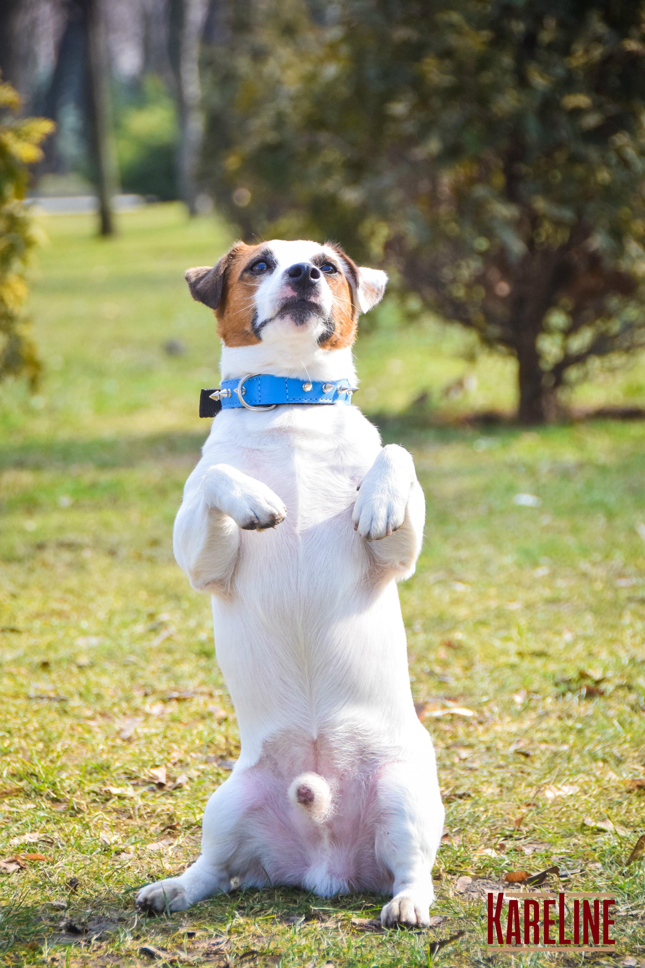 Ошейник KareLine и натуральной кожи с заклепками 25 мм 370-440 мм (6603/9) - фото 4 Ошейник KareLine и натуральной кожи с заклепками 25 мм 370-440 мм (6603/9) - фото 4