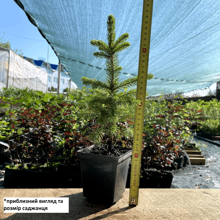 Саджанець ялини колючої блакитної Picea pungens Glauca Kaibab Р9 (867453757) - фото 2