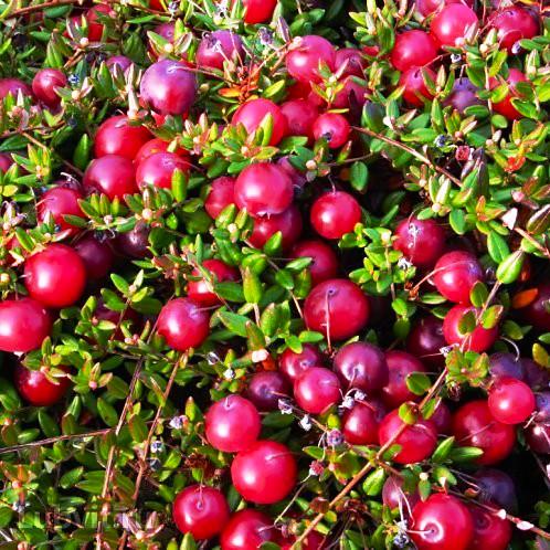 Саджанець журавлини Бен Лір рання темно-червона Р9 (644523600) Саджанець журавлини Бен Лір рання темно-червона Р9 (644523600)