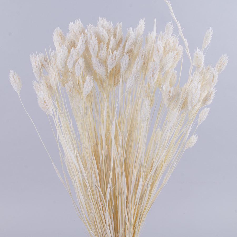 Сухоцвіт фалярис (ST00200)