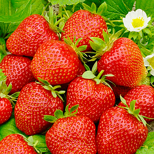 Саженец клубники Царица средняя сочная (1483022497)