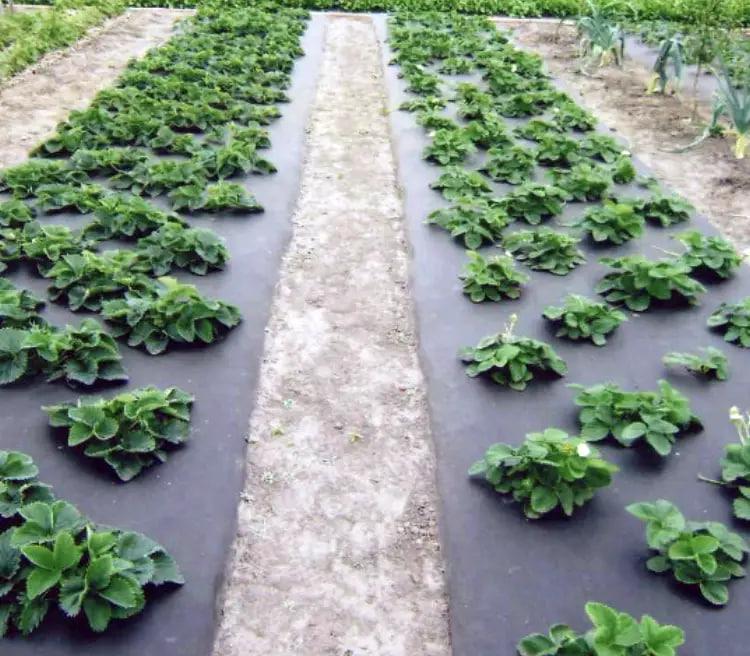 Агроволокно с перфорацией Shadow 50 г/м2 1,6x100 м 3 отверстия Черно-белый (27343189) - фото 4 Агроволокно с перфорацией Shadow 50 г/м2 1,6x100 м 3 отверстия Черно-белый (27343189) - фото 4