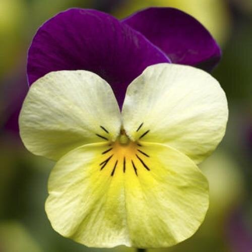 Семена цветов Виола рогатая Syngenta Penny Yellow Jump-Up 100 шт. (BN03747-3)