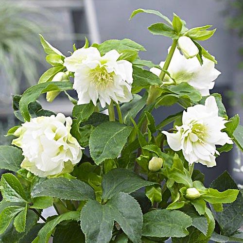 Морозник Florium White Double (18110) - фото 2