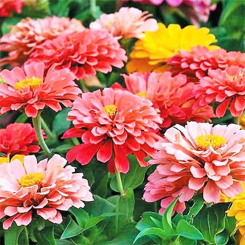 Семена Циния Florium Элегантная смесь (4372)