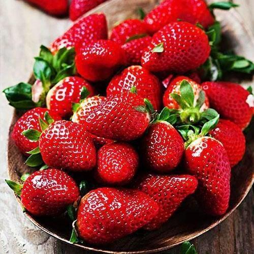 Сажанец Эксклюзив Клубника ярко-красная Миссис Виллоу Mrs. Willow премиальный ремонтантный сорт итальянская селекция 5 шт. (37286)