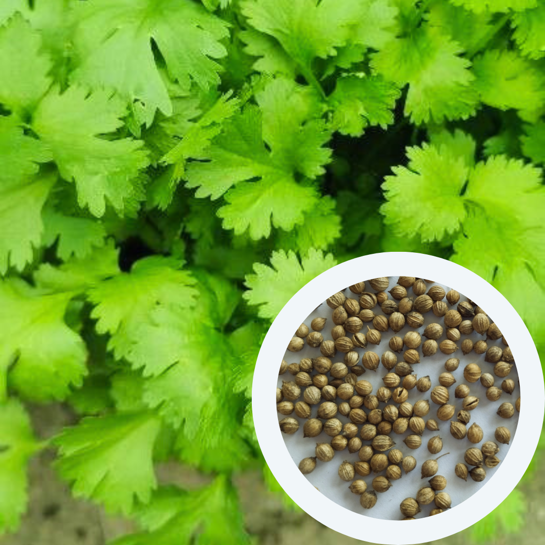 Насіння Коріандр Бурштин кінза 4 г 450 шт. (RS-00906) - фото 2