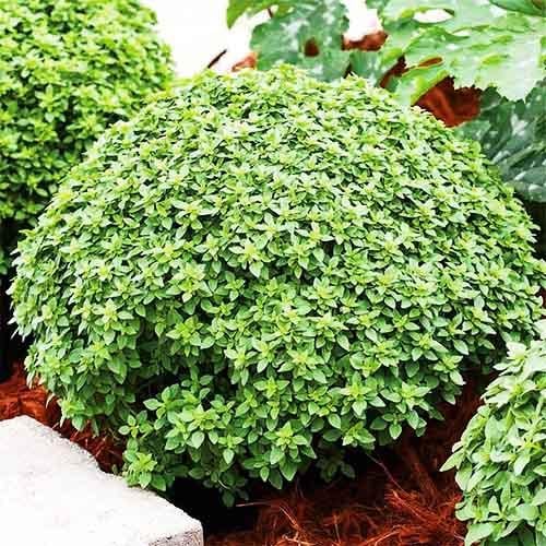 Семена Базилик Florium Аристотель (18706) Семена Базилик Florium Аристотель (18706)