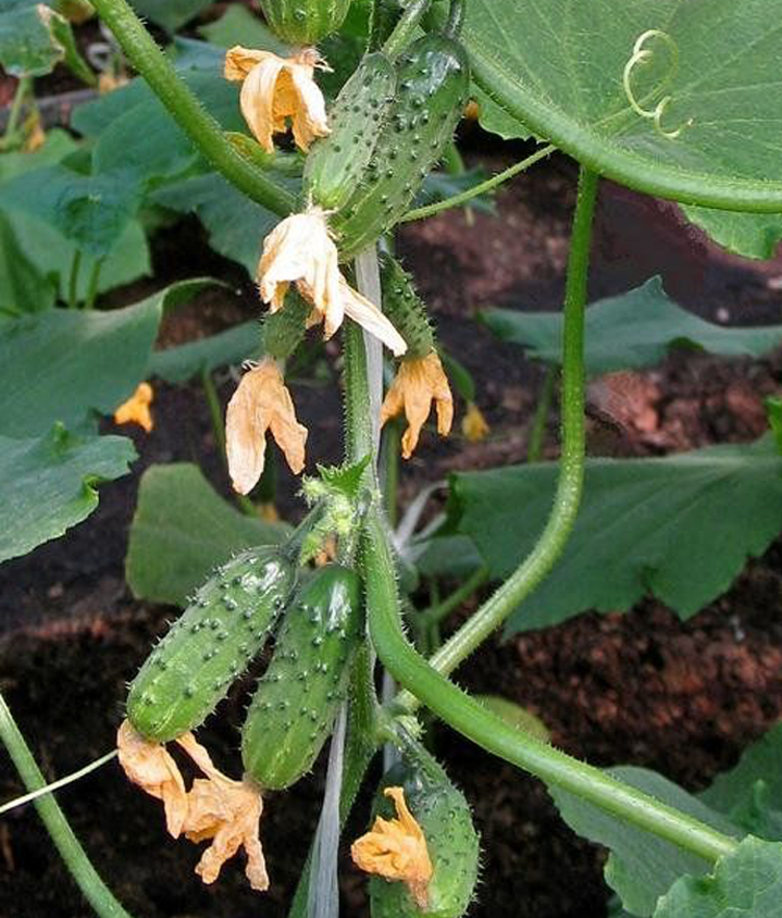Семена Огурец GL Seeds Эколь F1 10 шт. (530)