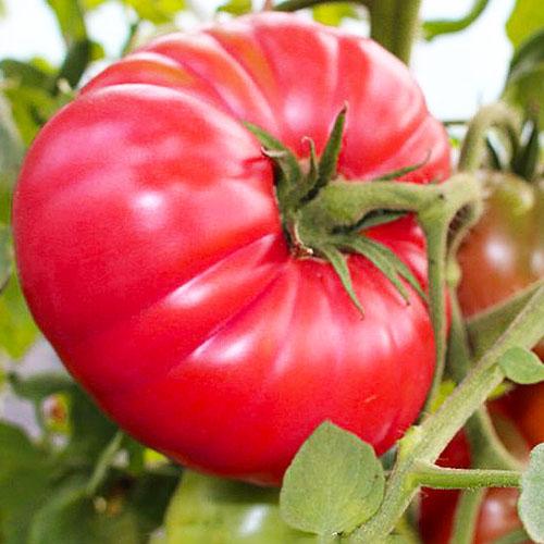 Семена Томат Florium Рожевий бегемот (17256)