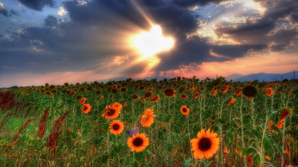 Картина Природа PR074 55х85 см