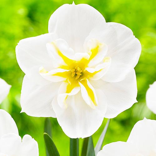 Нарцис Florium Lemon Beauty (6719)