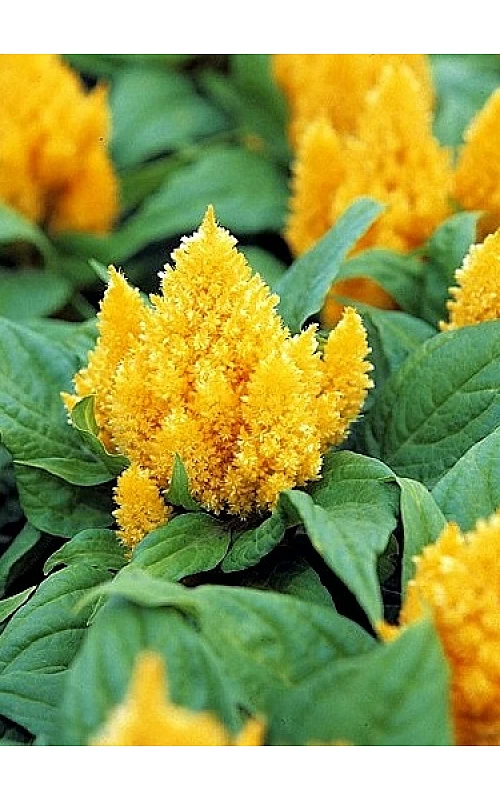 Семена цветов PanAmerican Целозия перистая ICECREAM YELLOW 50 шт. (BN06240-3)