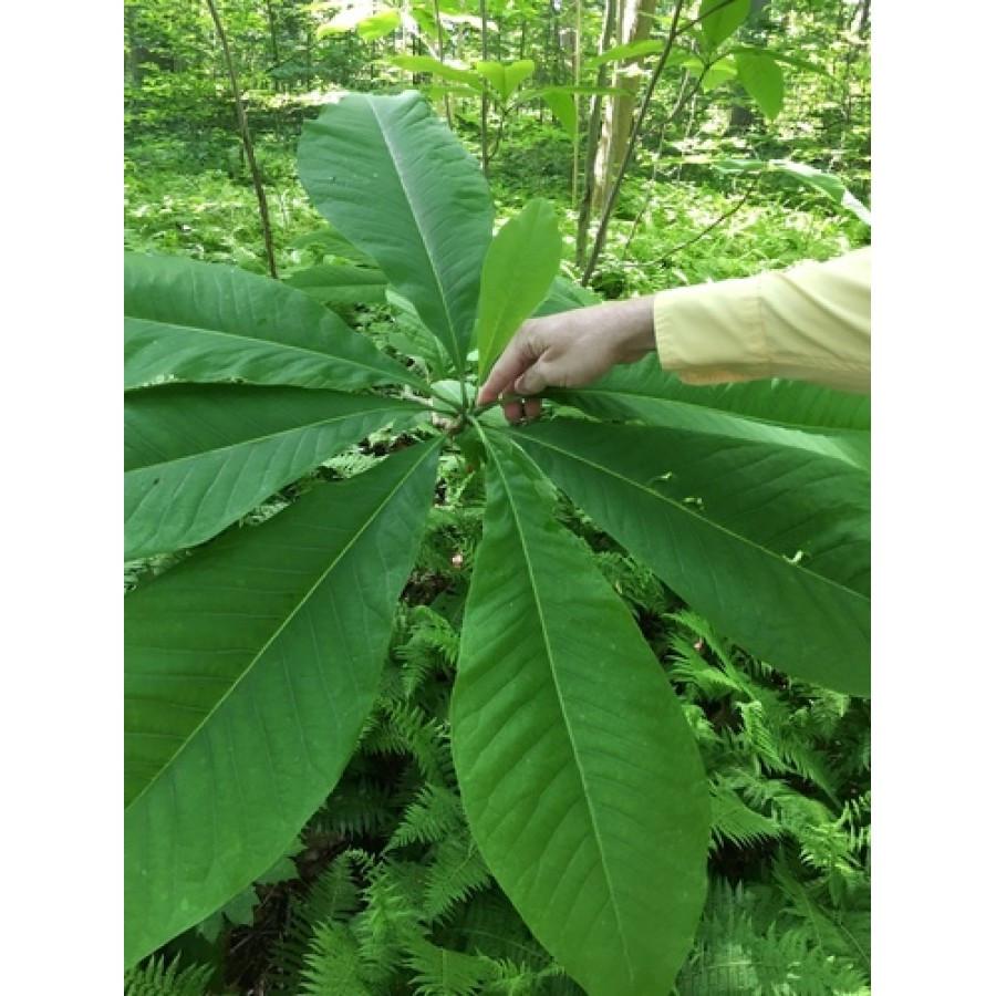 Саженец магнолии Magnolia Tripetala P9 (1746292577) - фото 3