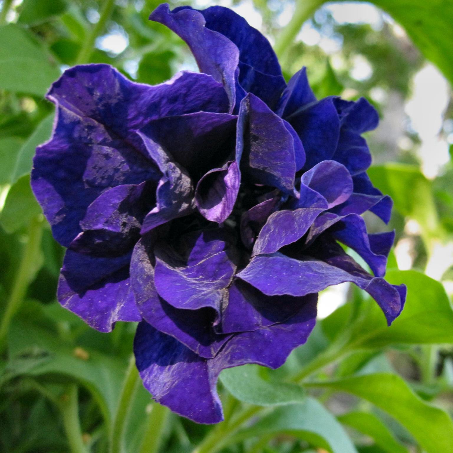 Насіння Петунія Махрова Double Cascade Blue ТД Гекса-Україна 02-01-197 100 шт. (IR003188)