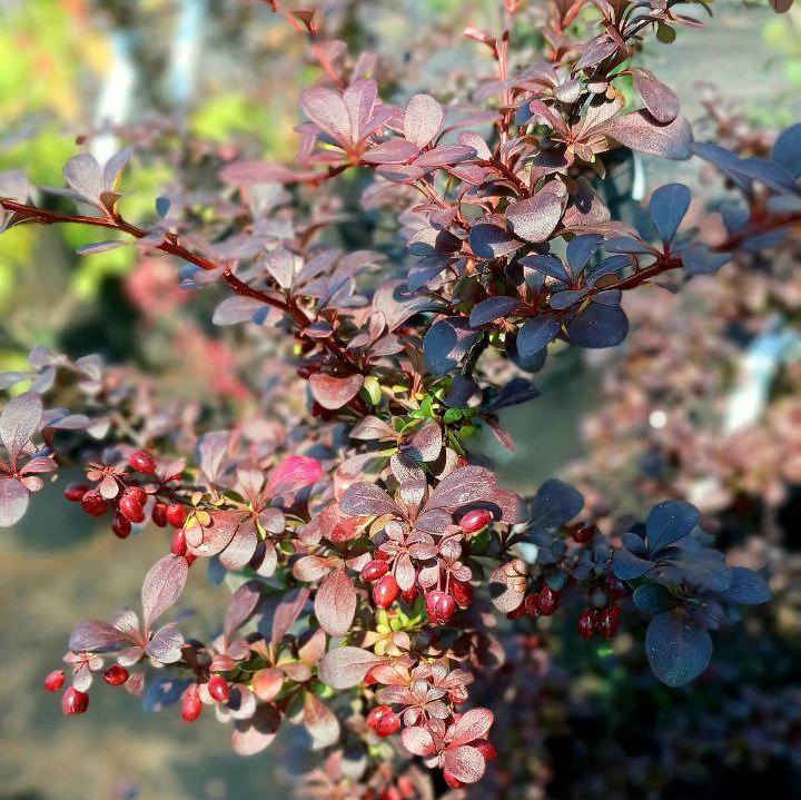 Барбарис Тунберга Dart's Red Lady (18881846)