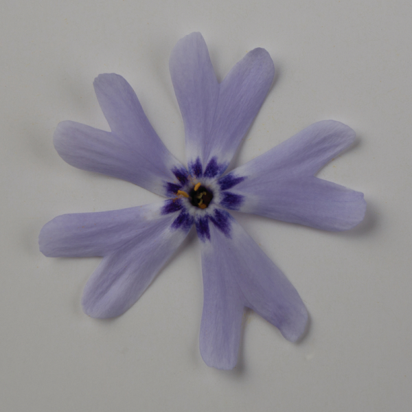 Квіти Флокс Fabulous Blue Violet напівпродукт (2666667859)