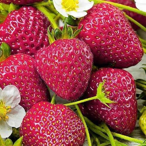 Сажанец Эксклюзив Клубника темно-вишневая Комета Comet премиальный высокоурожайный сорт 5 шт. (25704)