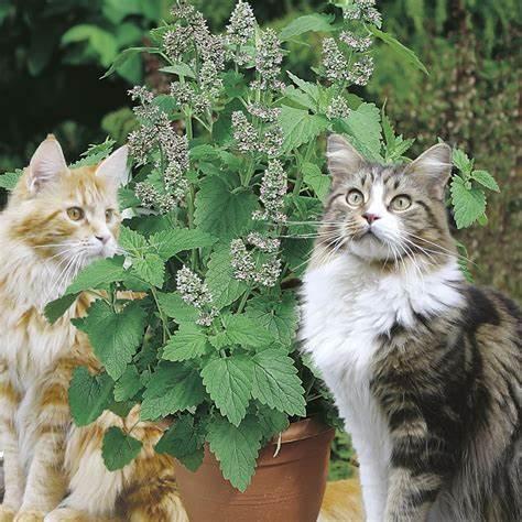 Семена Котовник кошачий Лимонная мята Nepeta cataria 0,1 г/уп. Семена Котовник кошачий Лимонная мята Nepeta cataria 0,1 г/уп.