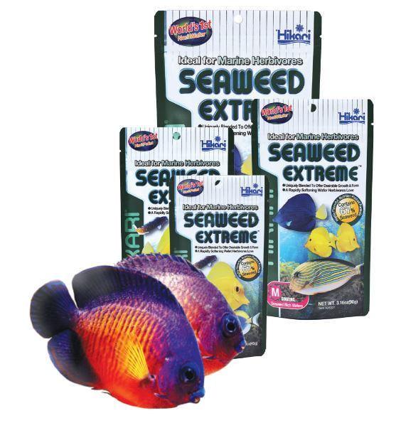 Корм Hikari Marine Seaweed Extreme Wafer для морских растительноядих рыб 10+ см/диски ~2 мм/90 г тонущий (25321) - фото 3 Корм Hikari Marine Seaweed Extreme Wafer для морских растительноядих рыб 10+ см/диски ~2 мм/90 г тонущий (25321) - фото 3