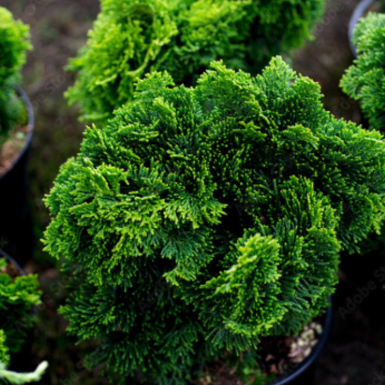 Кипарисовик тупой Нана Грацилис С5 (2669429275)