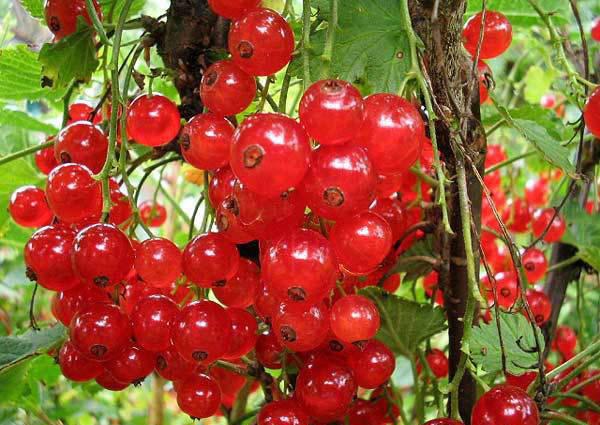 Саджанець порічки Каскад (2084771588)