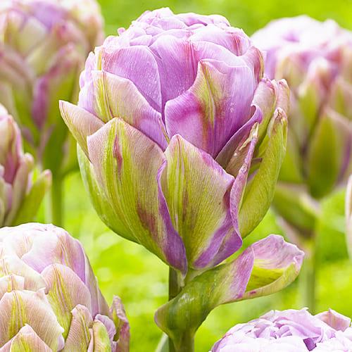 Тюльпан Florium Violet Pranaa (15137)