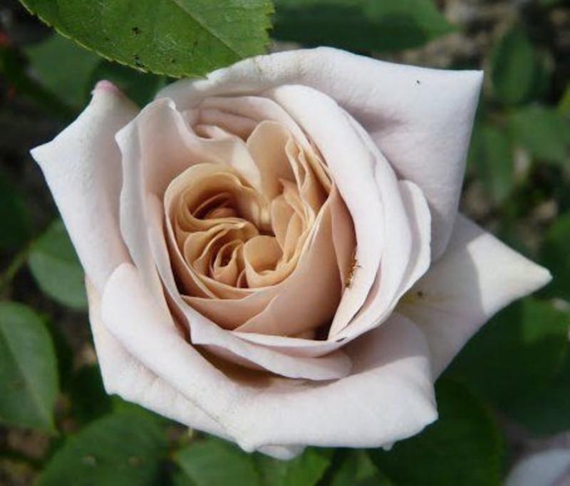 Роза Ash Wednesday Плетистая в контейнере (2558766774) - фото 2