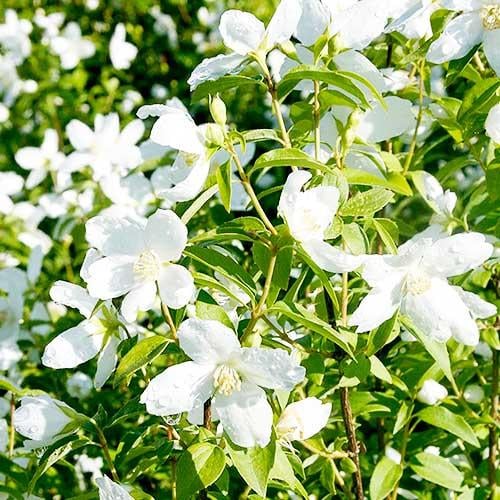 Чубушник Florium Silberregen (18065)