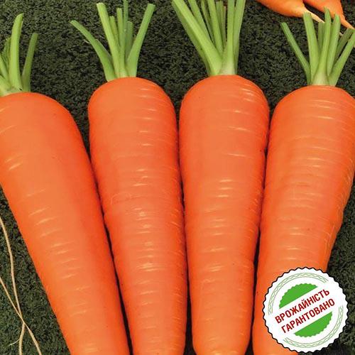 Насіння Морква Florium Абако (4869) - фото 2 Насіння Морква Florium Абако (4869) - фото 2