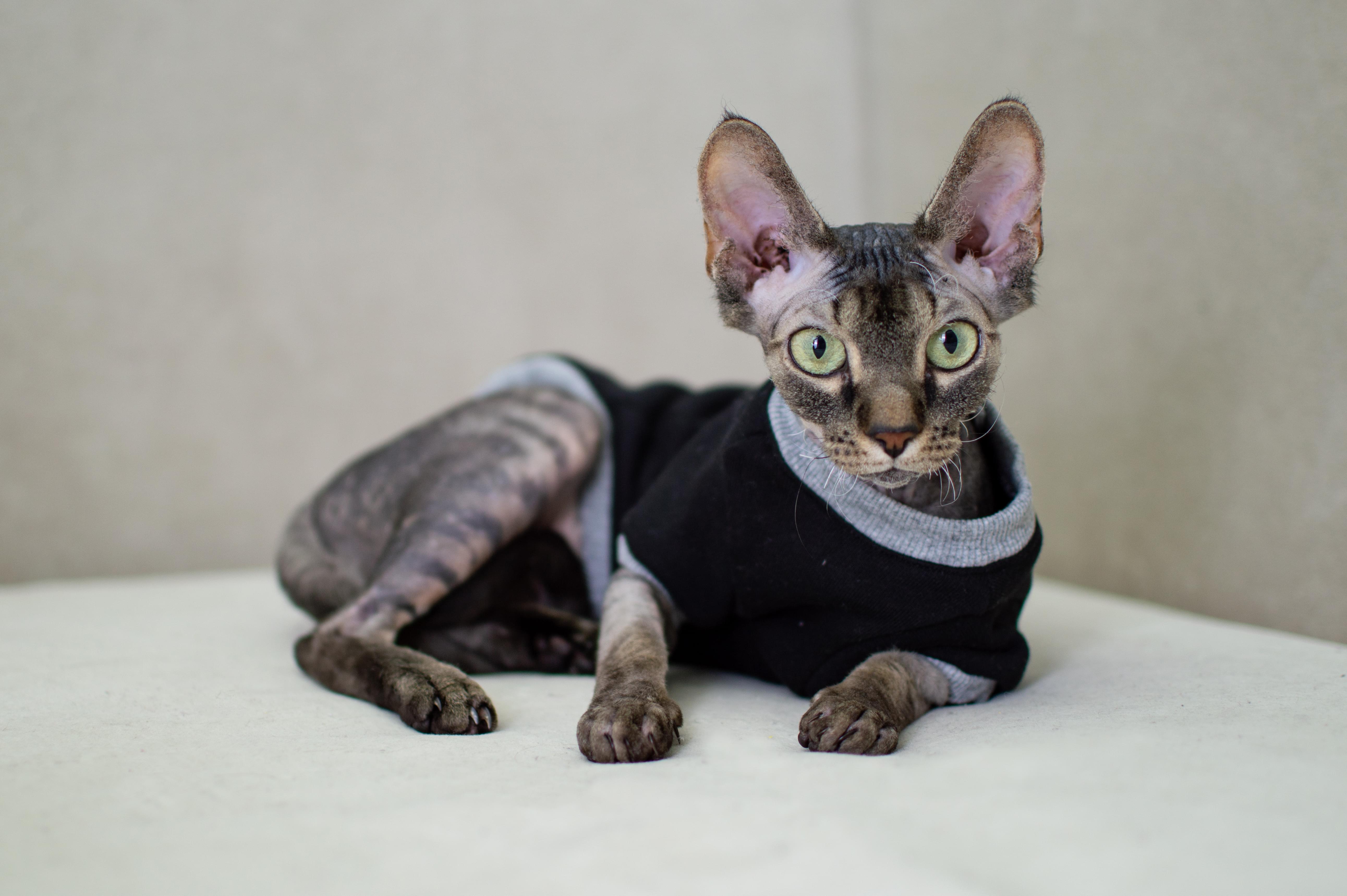 Кофта для кошек с рукавами теплая Style Pets Tik Tok XL Black (419XL) - фото 2