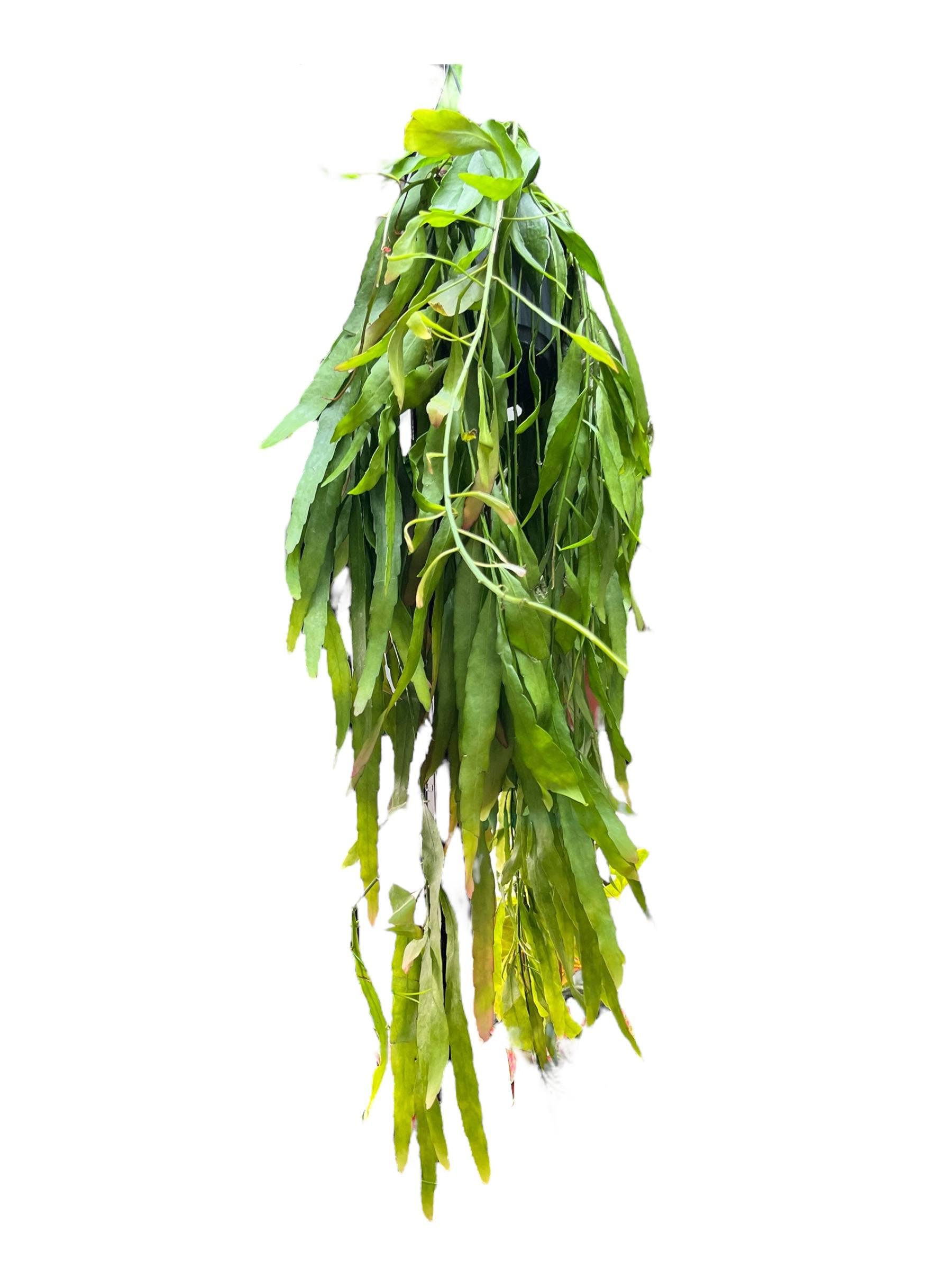 Рипсалис 17/50 см (29751218) Рипсалис 17/50 см (29751218)