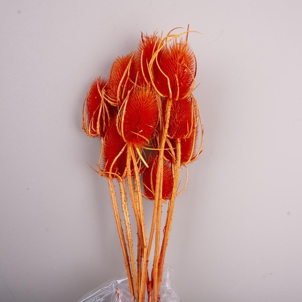 Сухоцвіт чортополох cardi palustri (ST00202)