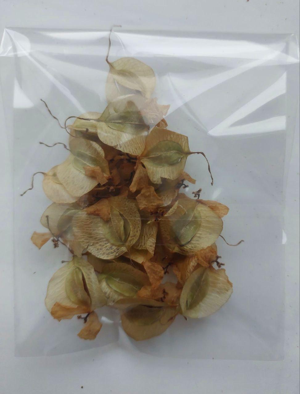 Сухоцвет Бегония для творчества для декора свечей/мыла/косметики/эпоксидной/смолы 20 шт. (С-034) - фото 5