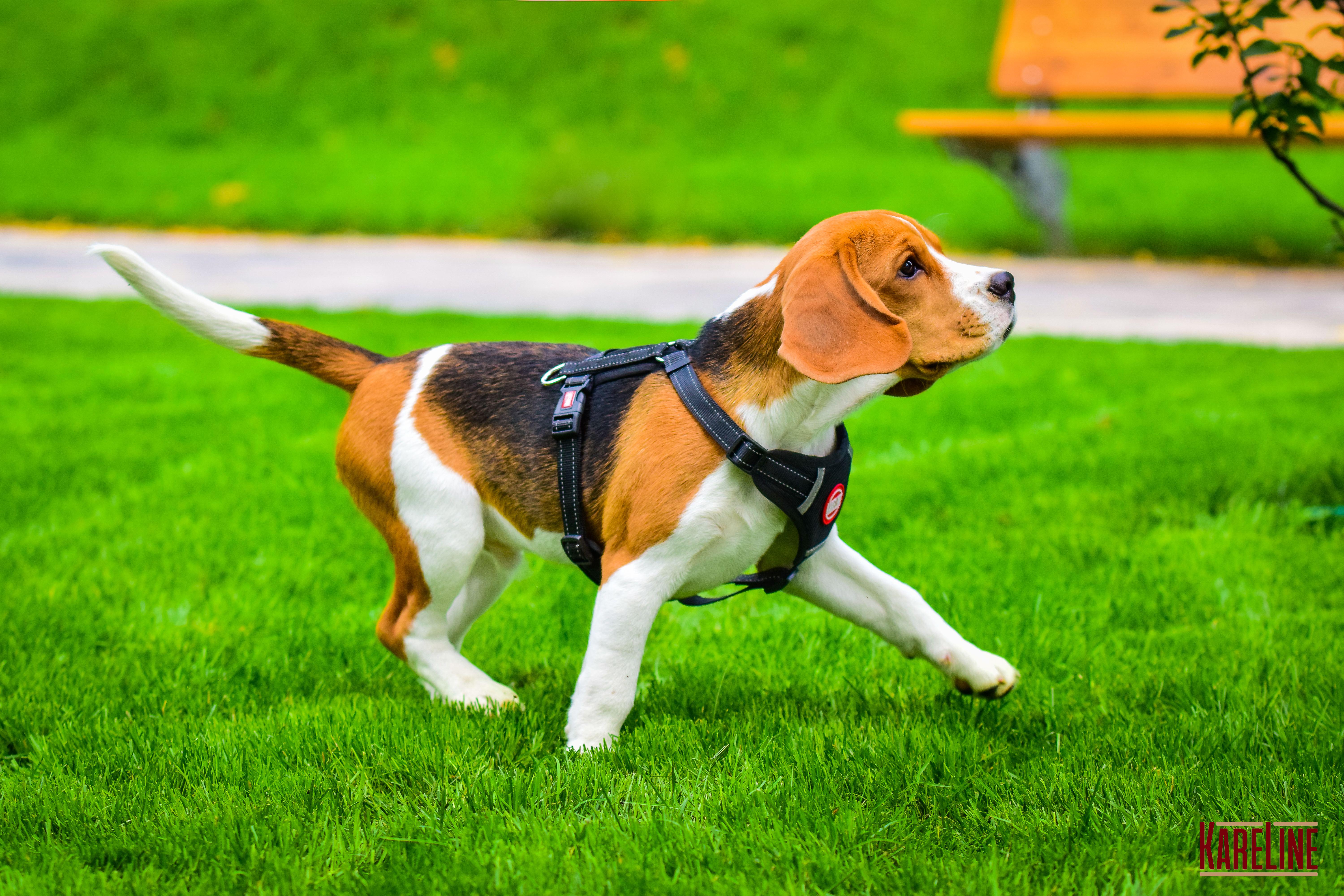 Шлея KareLine из нейлона с пластиковой пряжкой 20 мм А:400-600 мм В:500-630 мм Черный (0883/1) - фото 6 Шлея KareLine из нейлона с пластиковой пряжкой 20 мм А:400-600 мм В:500-630 мм Черный (0883/1) - фото 6