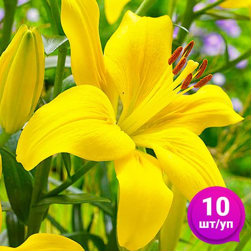 Лилия Florium Yellow County 10 шт. Желтый (18549) - фото 5 Лилия Florium Yellow County 10 шт. Желтый (18549) - фото 5